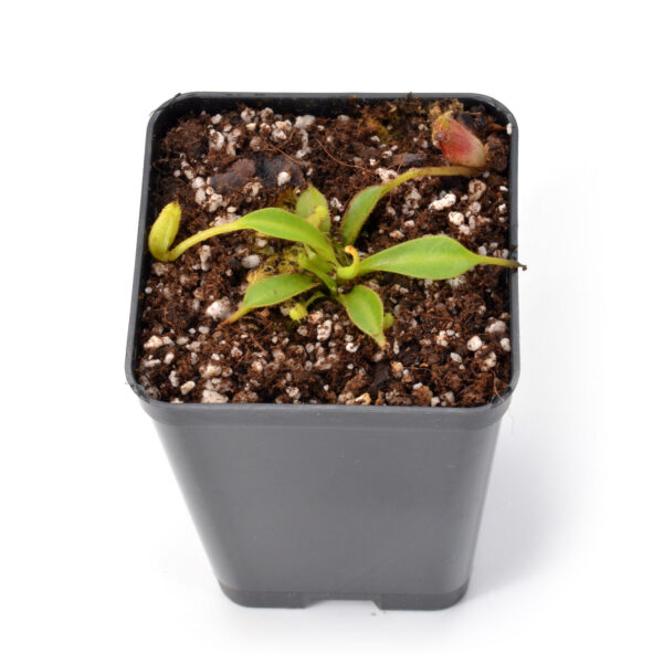 Nepenthes lowii