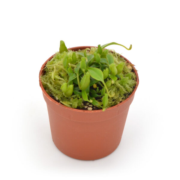 Nepenthes lowii
