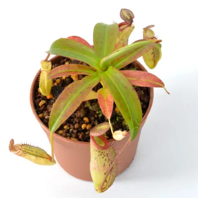 Nepenthes-macfarlanei-DSC_0090 Nepenthes macfarlanei