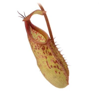 Nepenthes macfarlanei