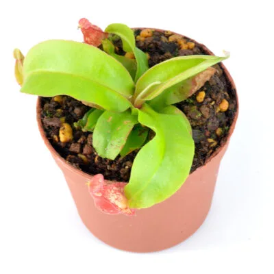 Nepenthes majinbu