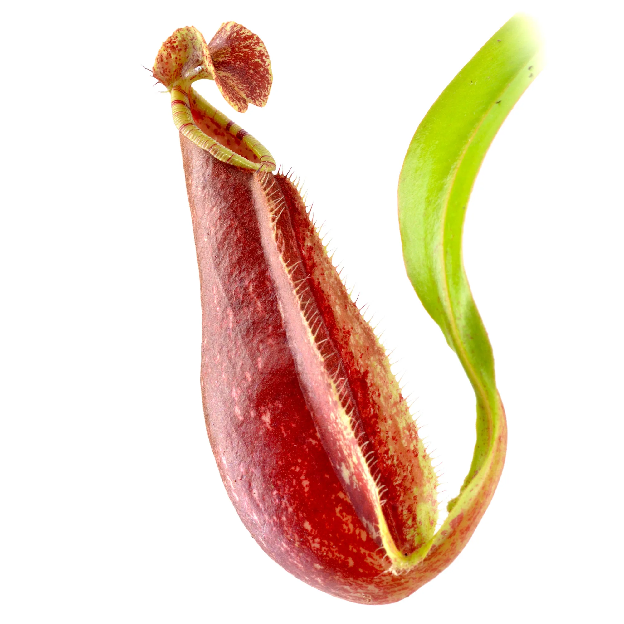 Nepenthes mirabilis "Winged Red Form" X northiana #10