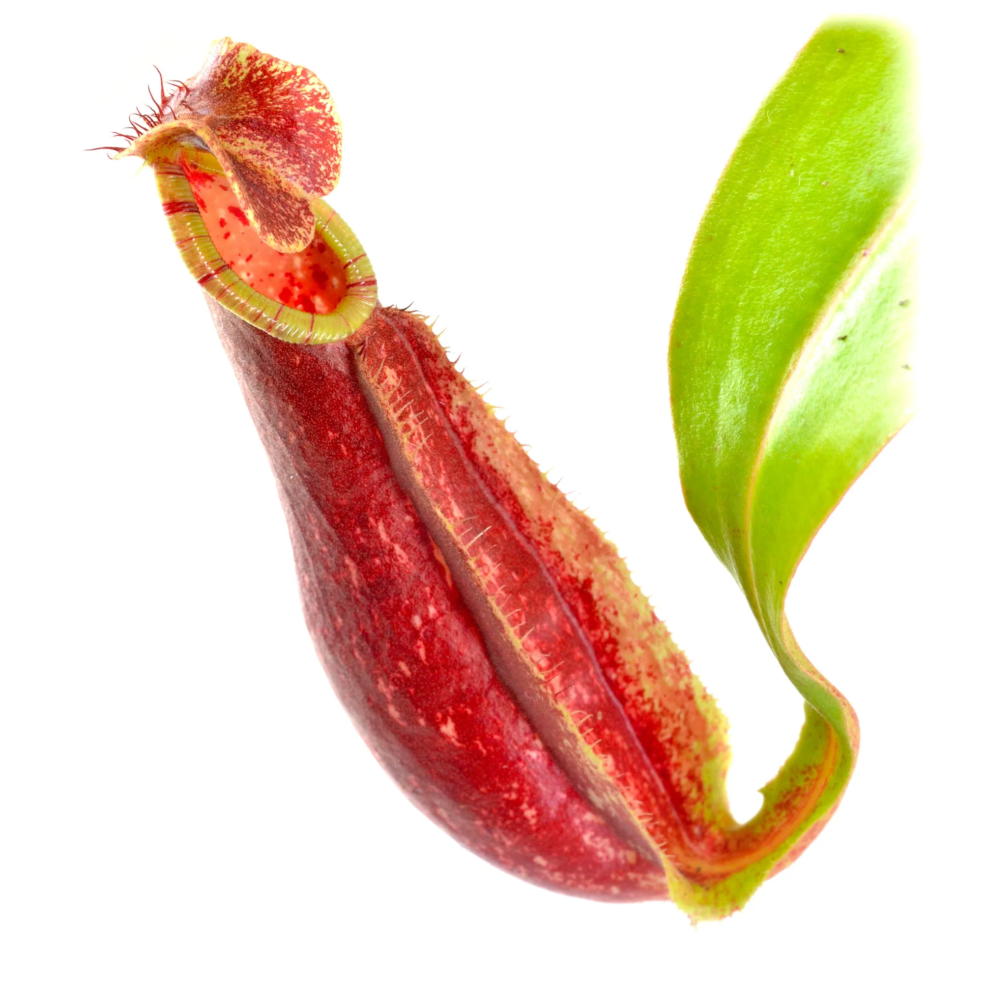 Nepenthes mirabilis "Winged Red Form" X northiana #10