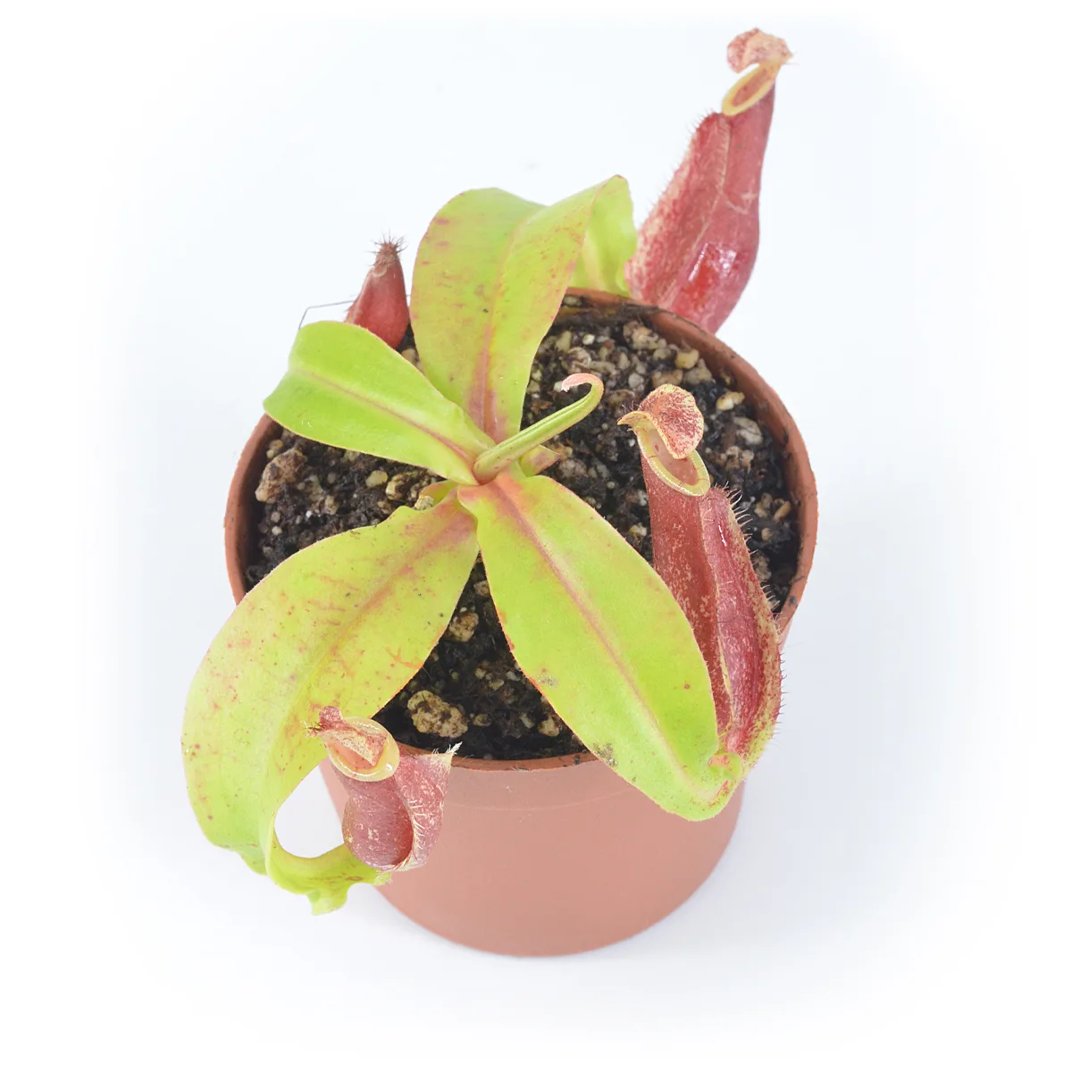 Nepenthes mirabilis "Winged Red Form" X northiana #10
