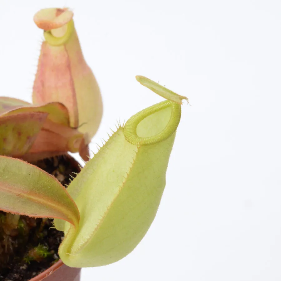 Nepenthes mirabilis winged tendril x ampullaria 'Black Miracle' #4