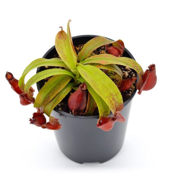 Nepenthes mirabilis winged tendril x ampullaria 'Black Miracle' #8