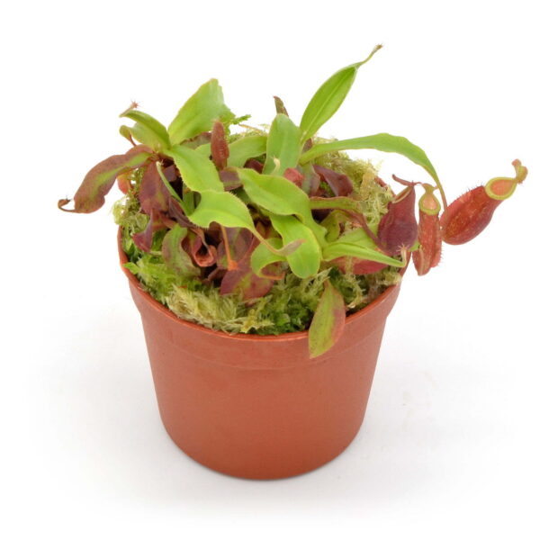 Nepenthes (mirabilis winged tendril x mirabilis viking) x ampullaria #5