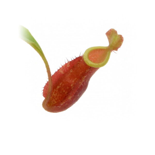 Nepenthes (mirabilis winged tendril x mirabilis viking) x ampullaria #5