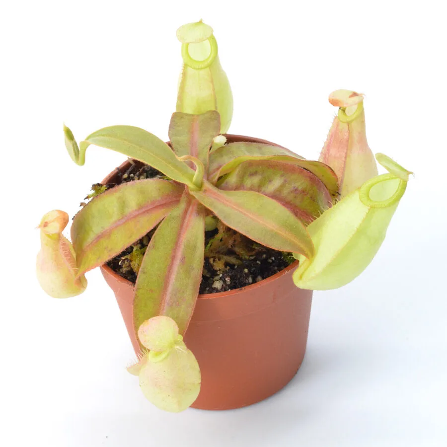 Nepenthes mirabilis winged x ampullaria 'Black Miracle' #4