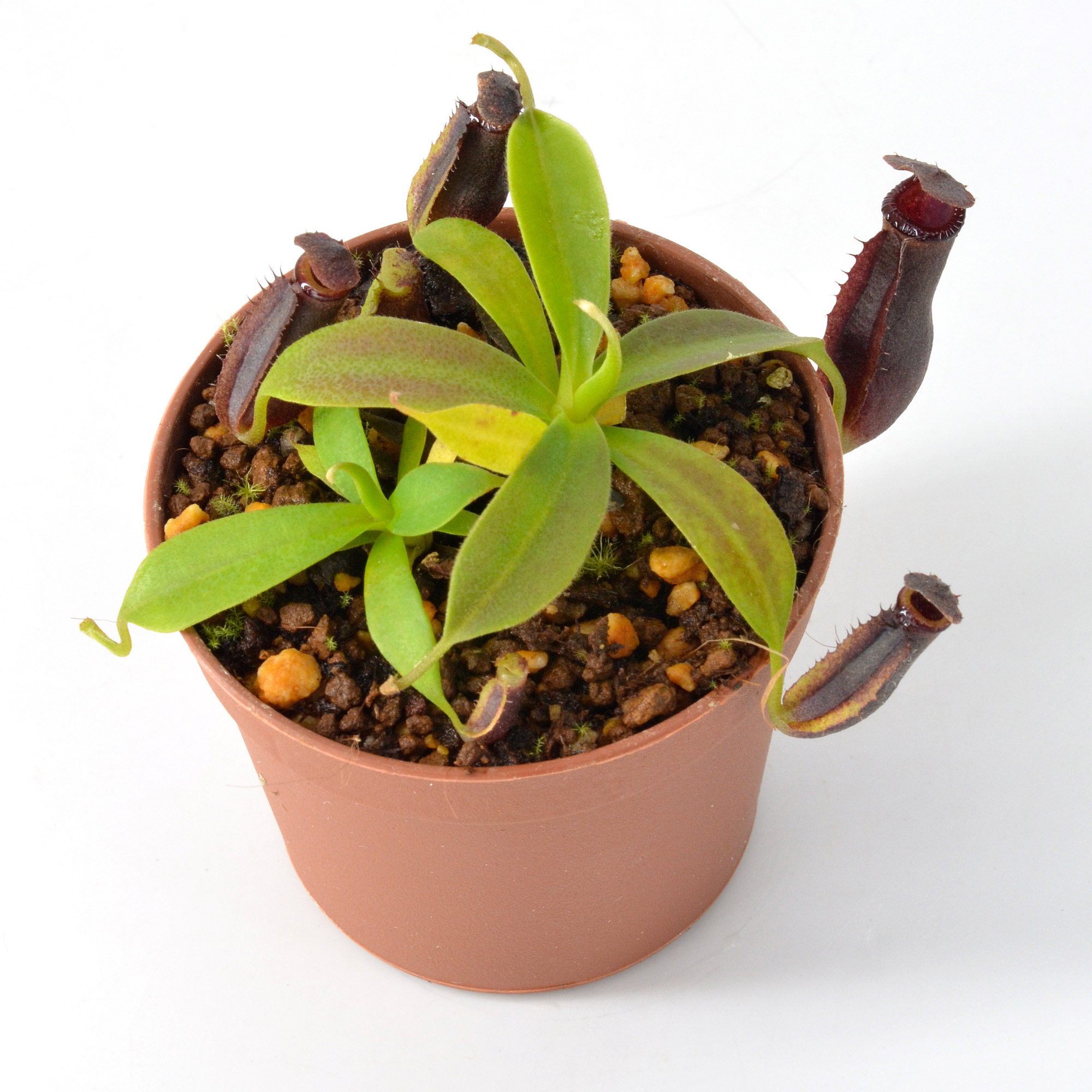 Nepenthes pectinata