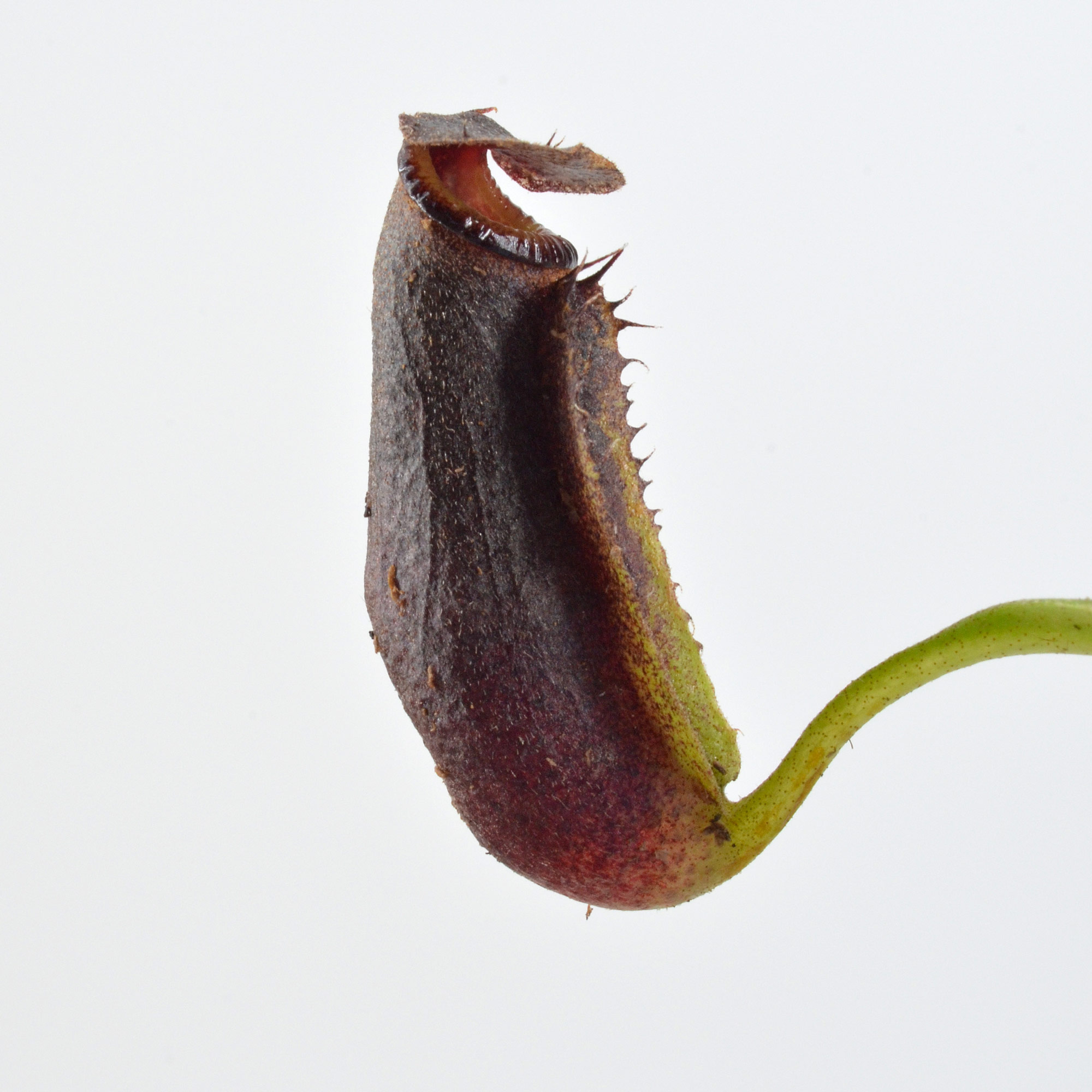 Nepenthes pectinata