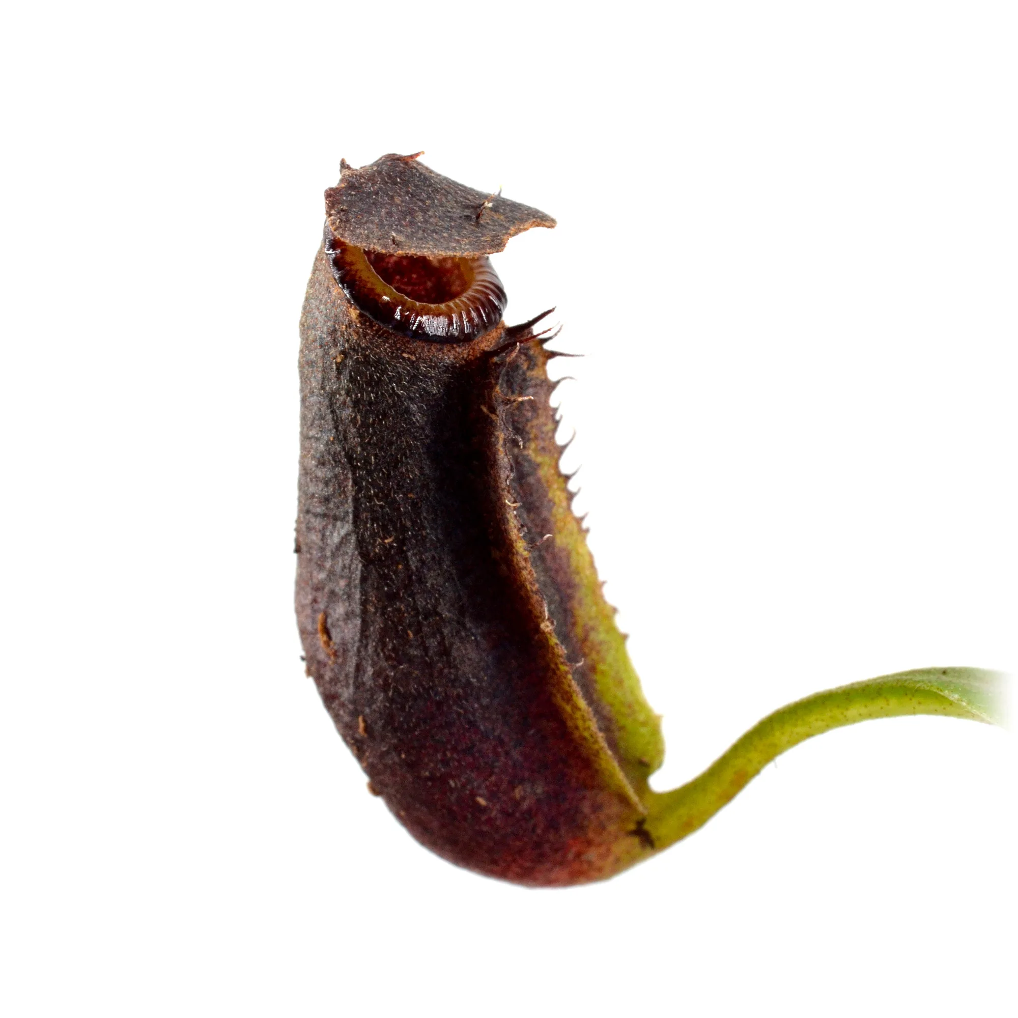 Nepenthes pectinata