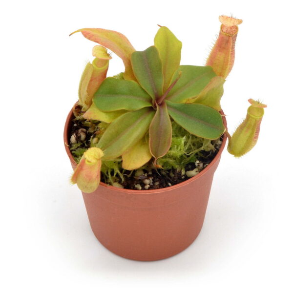 Nepenthes philippinensis