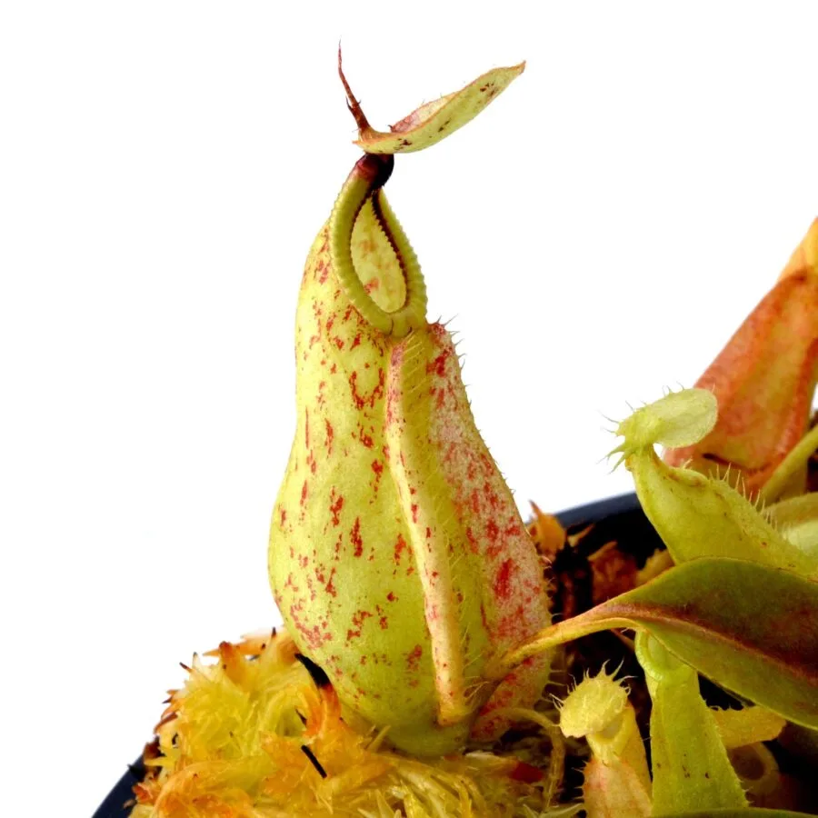 Großer Topf: Nepenthes rafflesiana – Bild 3