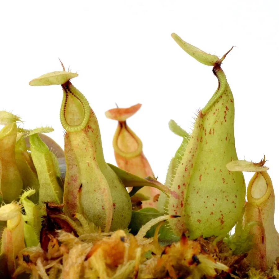 Großer Topf: Nepenthes rafflesiana – Bild 2