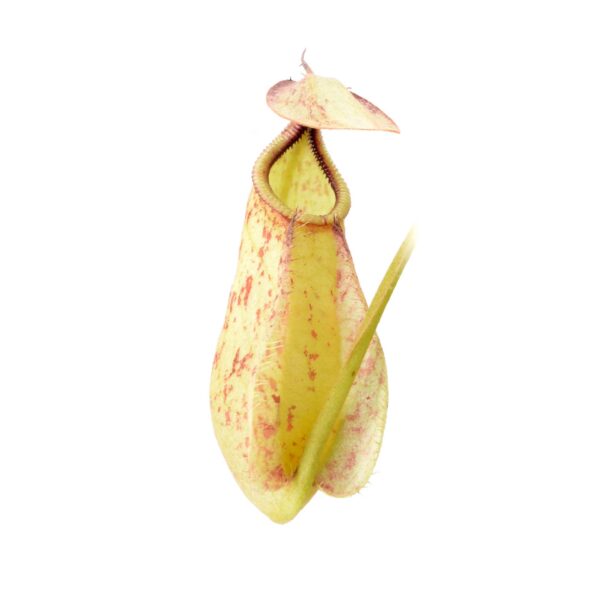 Nepenthes rafflesiana