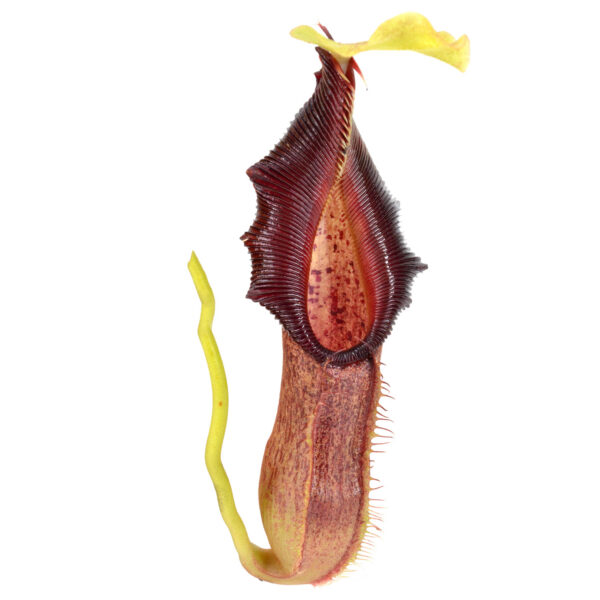Nepenthes-singalana