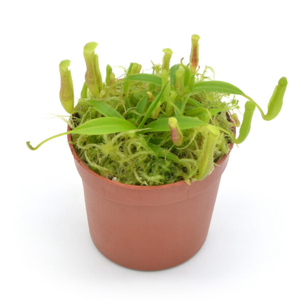 Nepenthes singalana