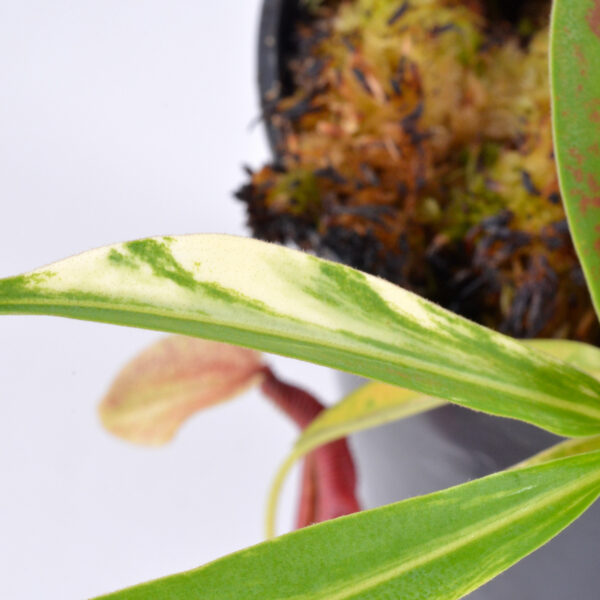 Nepenthes veitchii 