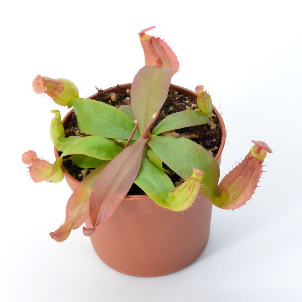 Nepenthes smilesii
