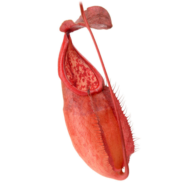 Nepenthes smilesii