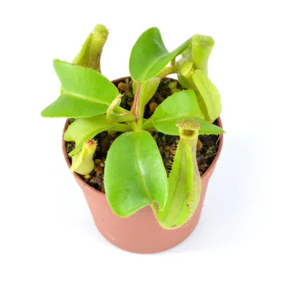 Nepenthes truncata