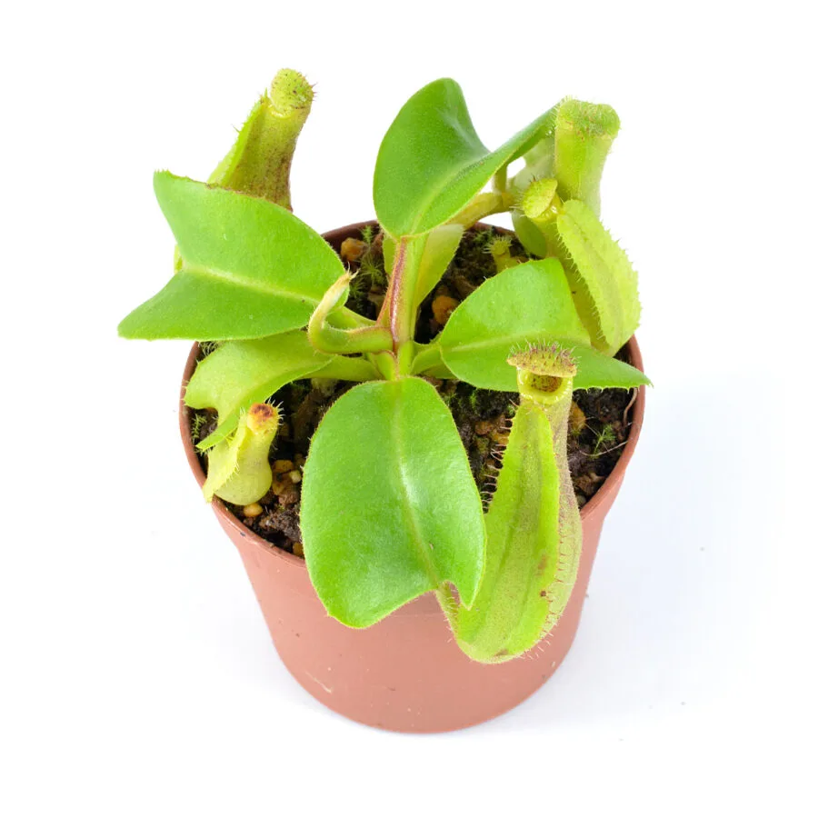Nepenthes truncata