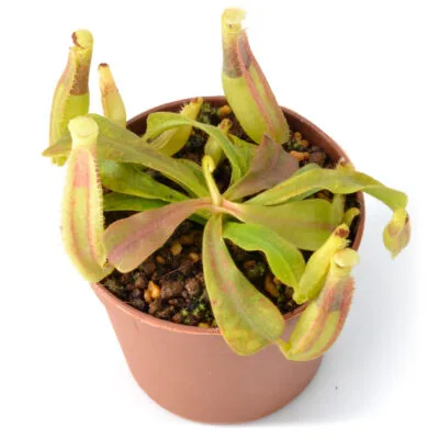 Nepenthes veitchii hybrid