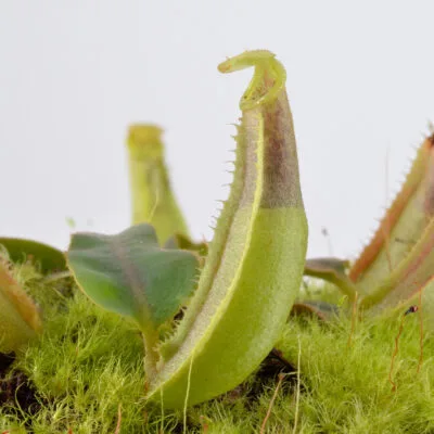 Nepenthes-veitchii-hybrid-DSC_0182 Nepenthes veitchii hybrid