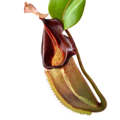 Nepenthes (veitchii x northiana) x vetchii {complex hybrid} #1