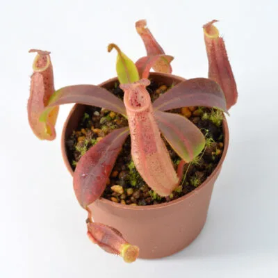 Nepenthes-(veitchii-x-northiana)-x-vetchii-{complex-hybrid}-#1–DSC_0114 Nepenthes (veitchii x northiana) x vetchii {complex hybrid} #1