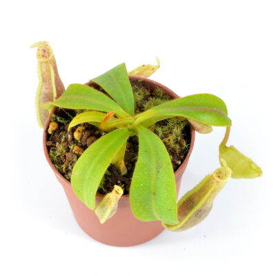  (veitchii x northiana) x vetchii {complex hybrid} #2