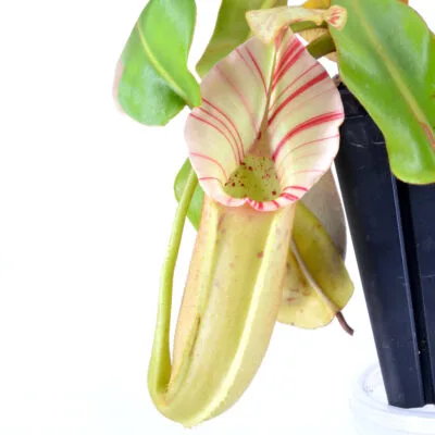 Nepenthes (veitchii x northiana) x vetchii {complex hybrid} #2