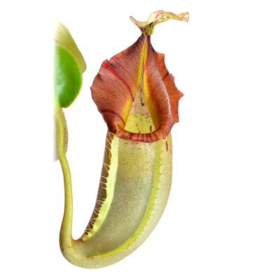 Nepenthes (veitchii x northiana) x vetchii {complex hybrid} #2