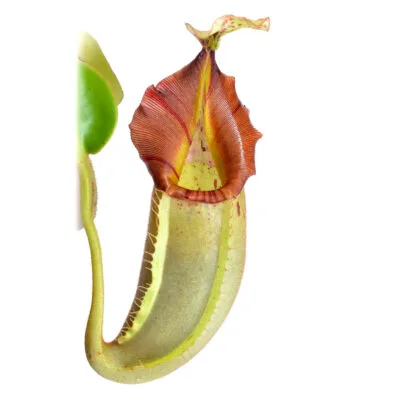 Nepenthes (veitchii x northiana) x vetchii {complex hybrid} #2