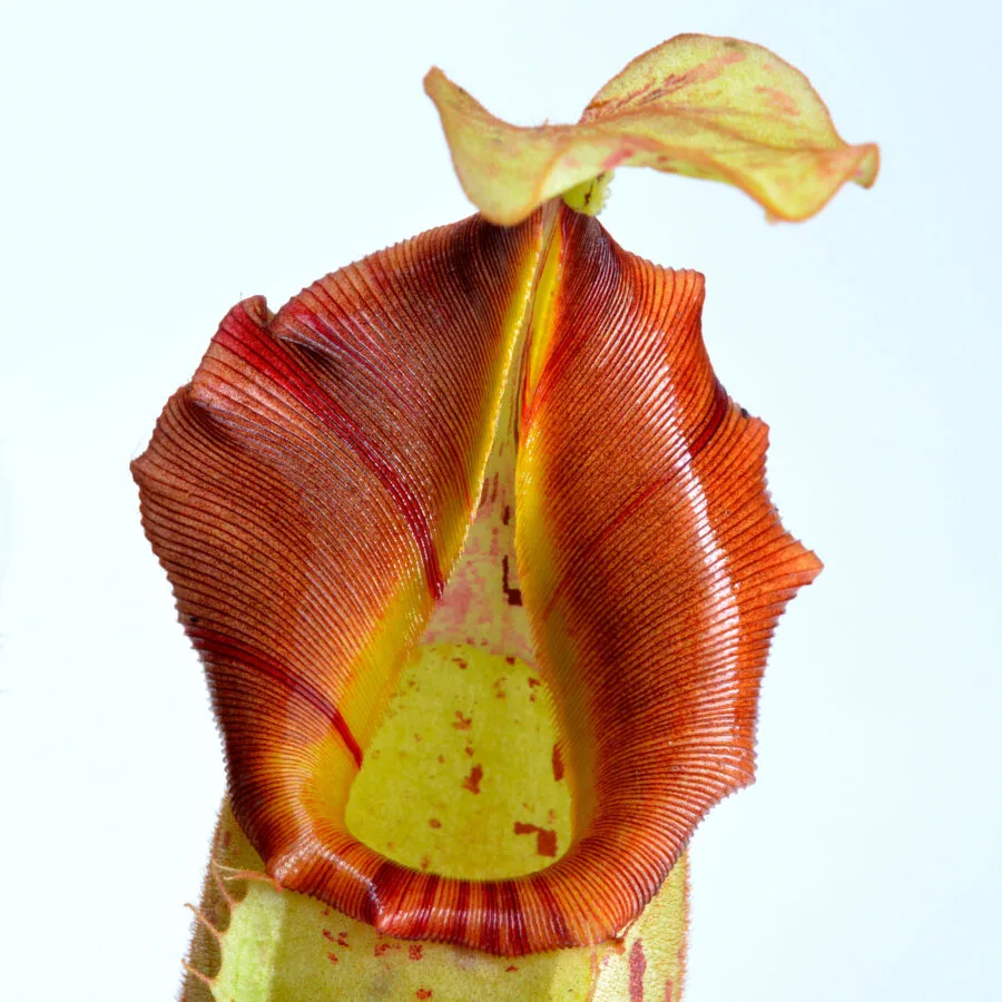 Nepenthes (veitchii x northiana) x vetchii {complex hybrid} #2