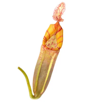 Nepenthes (veitchii x northiana) x vetchii {complex hybrid} #3