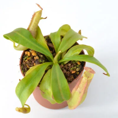 Nepenthes-(veitchii-x-northiana)-x-vetchii-{complex-hybrid}-#3-DSC_0126 Nepenthes (veitchii x northiana) x vetchii {complex hybrid} #3