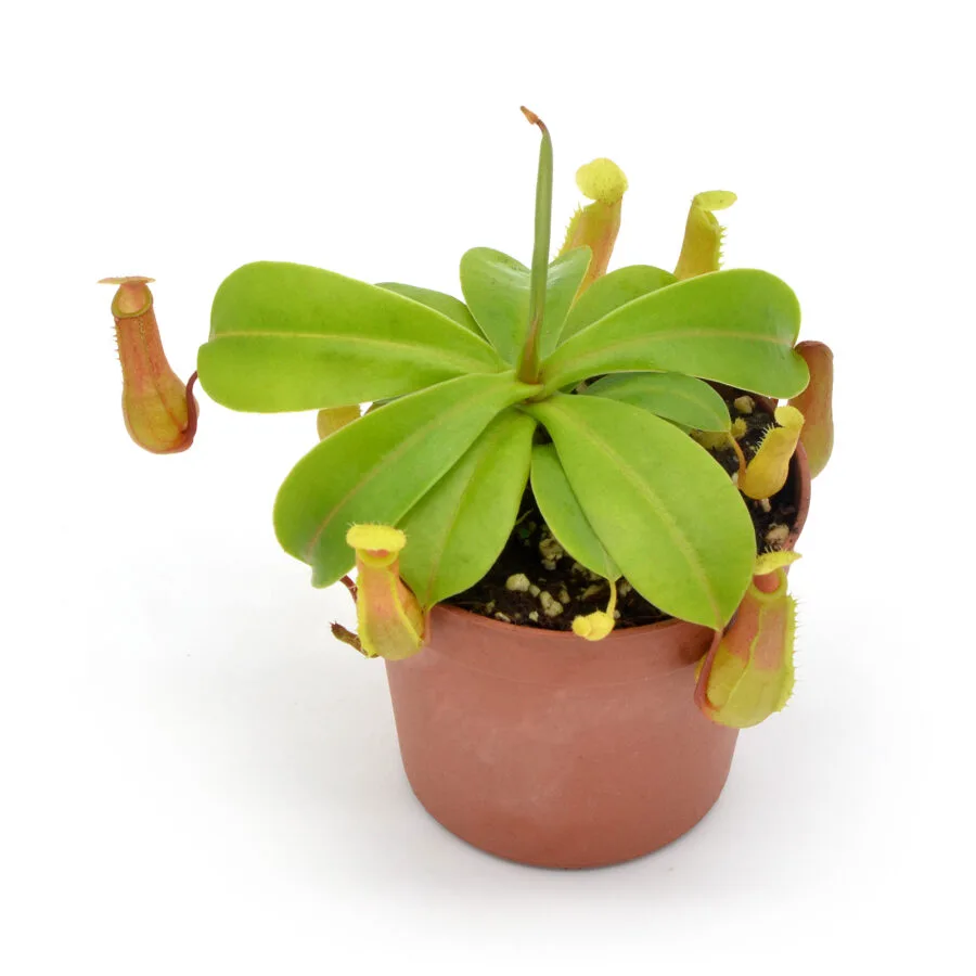 Nepenthes ventricosa
