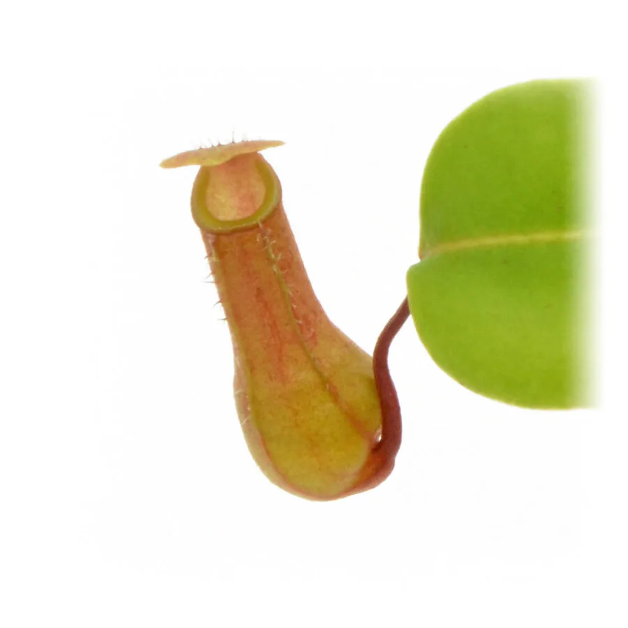 Nepenthes ventricosa