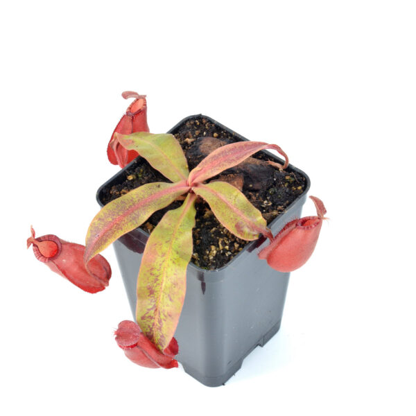 Nepenthes x Big Bang vas quadrato