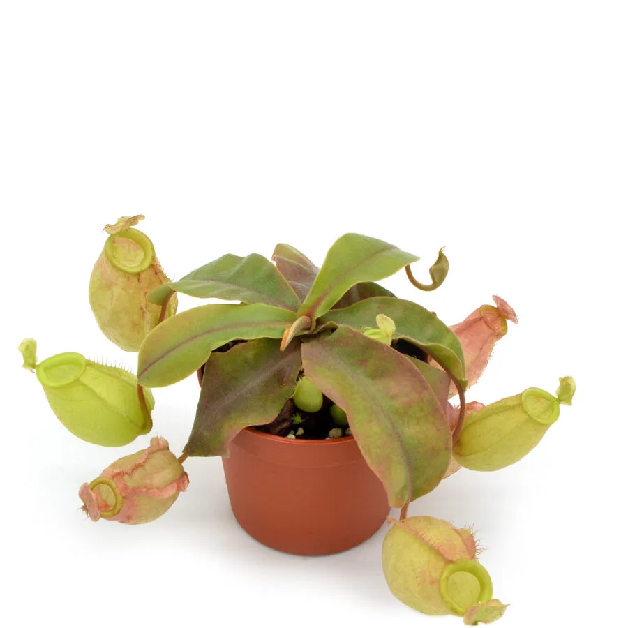 Nepenthes x Green Bomb