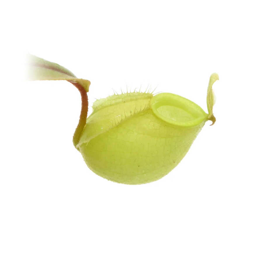 Nepenthes x Green Bomb