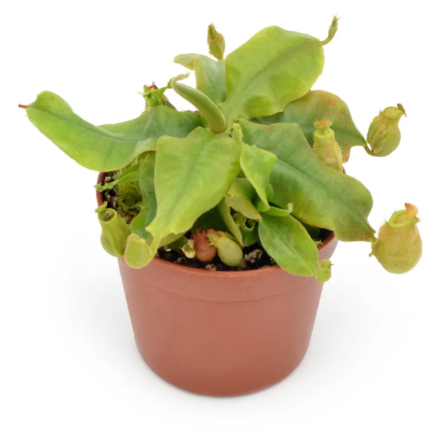 Nepenthes x Green Bomb