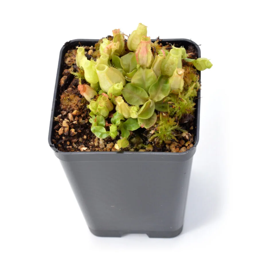 Nepenthes x Green Bomb