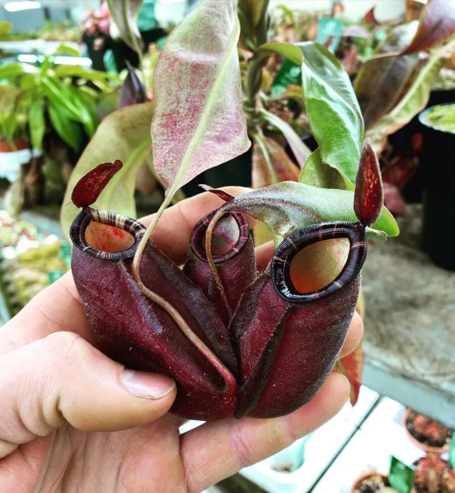 Nepenthes x "Purple Night"