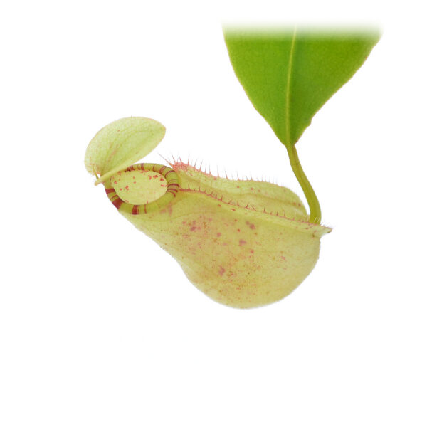 Nepenthes x holly