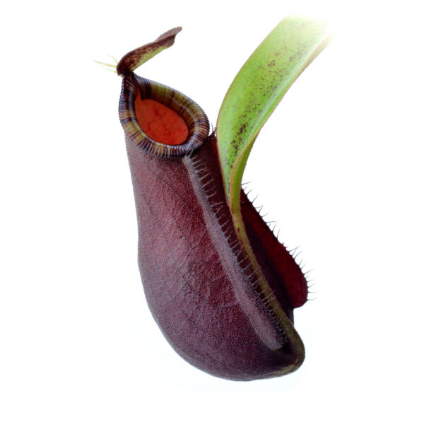 Nepenthes x "Clumpy Red"
