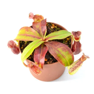 Nepenthes x "Royal Helmet Red Form"