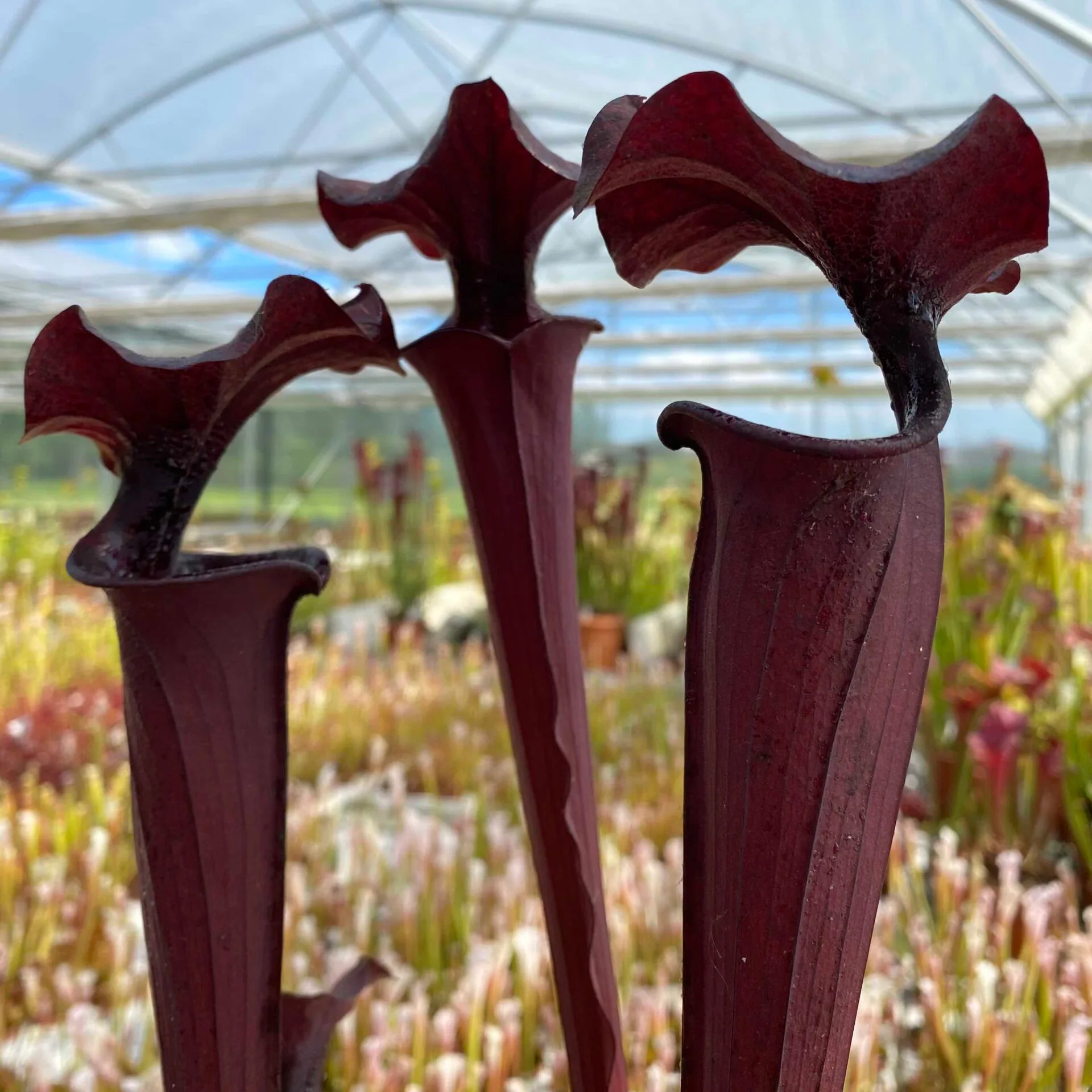 Sarracenia x "Nera Signora" DFH30